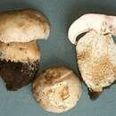 Sivun Boletus barrowsii Thiers & A. H. Sm. 1976 kuva