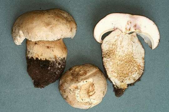 Sivun Boletus barrowsii Thiers & A. H. Sm. 1976 kuva