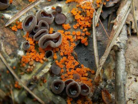 Imagem de Pseudombrophila aggregata (Eckblad) Harmaja 1979