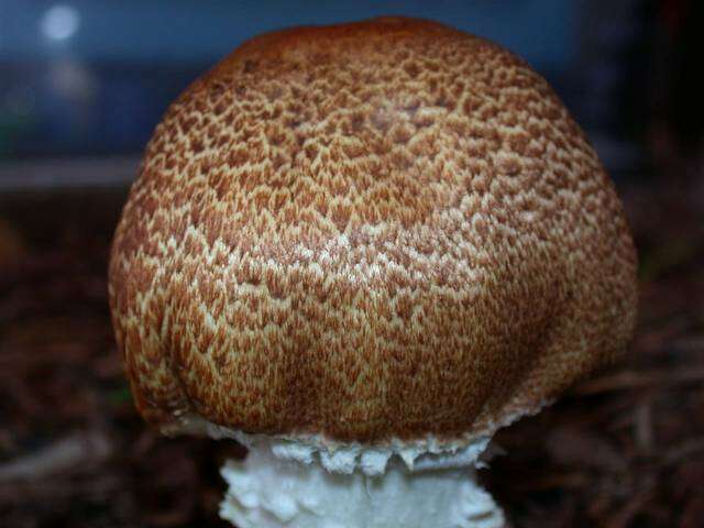 Image of Agaricus augustus Fr. 1838