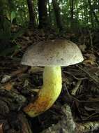 Image of Retiboletus