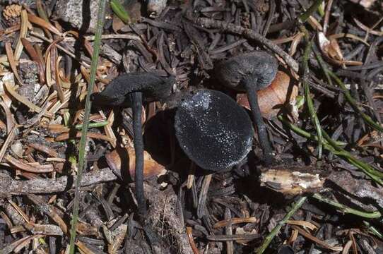 Sivun Sarcosomataceae kuva