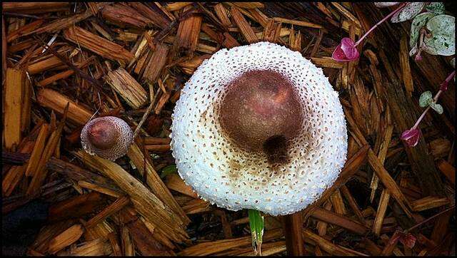 Image of Leucoagaricus