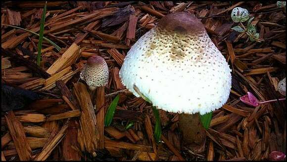 Image of Leucoagaricus