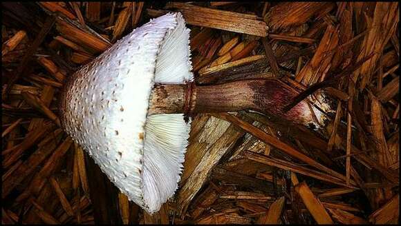 Image of Leucoagaricus