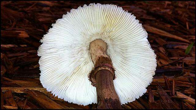 Image of Leucoagaricus