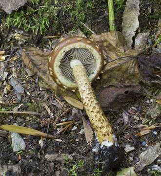 Plancia ëd Hemistropharia