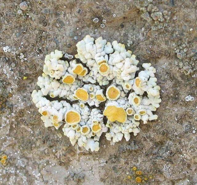 Image of rim lichens