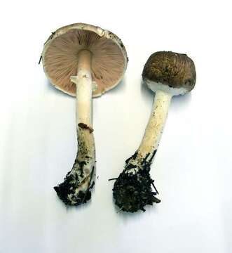 Agaricus subrutilescens (Kauffman) Hotson & D. E. Stuntz 1938 resmi