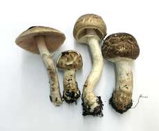 Image of Agaricus subrutilescens (Kauffman) Hotson & D. E. Stuntz 1938