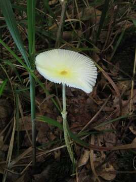 Слика од Leucocoprinus fragilissimus (Ravenel ex Berk. & M. A. Curtis) Pat. 1900