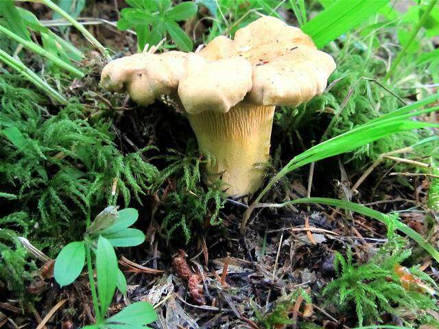 Image of Cantharellus formosus Corner 1966