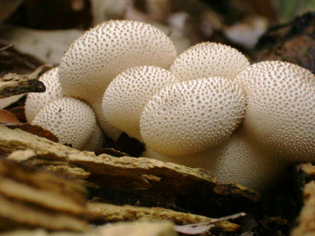 Imagem de Lycoperdon