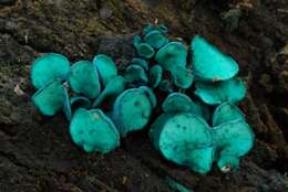 Image of Chlorociboriaceae