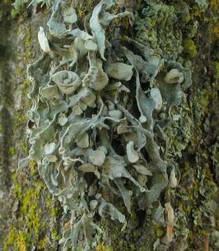 Image of cartilage lichen