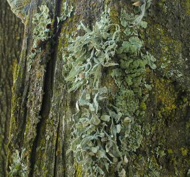 Image of cartilage lichen