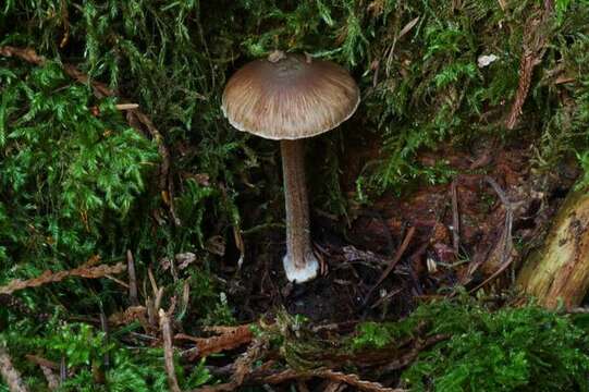 Image of Inocybe assimilata Britzelm. 1881