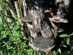 Image of Phellinus