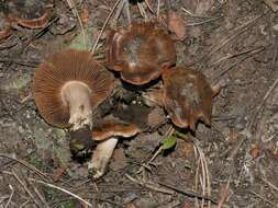 Image of Cortinarius ahsii McKnight 1975