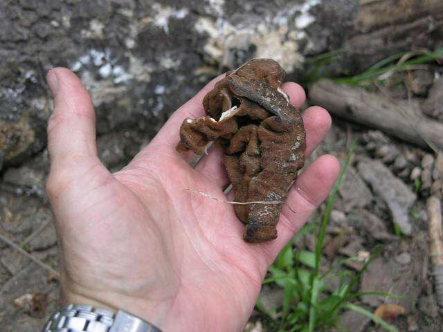 Plancia ëd Gyromitra