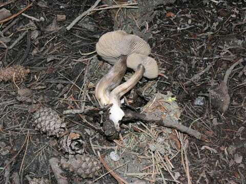 Image of Clitocybe glacialis Redhead, Ammirati, Norvell & M. T. Seidl 2000