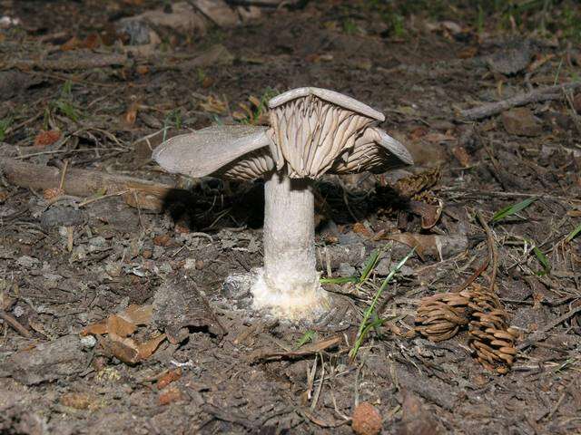 Image of Clitocybe glacialis Redhead, Ammirati, Norvell & M. T. Seidl 2000