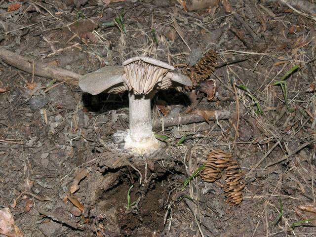 Image of Clitocybe glacialis Redhead, Ammirati, Norvell & M. T. Seidl 2000