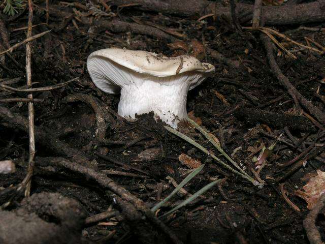 Слика од Hygrophorus subalpinus A. H. Sm. 1941