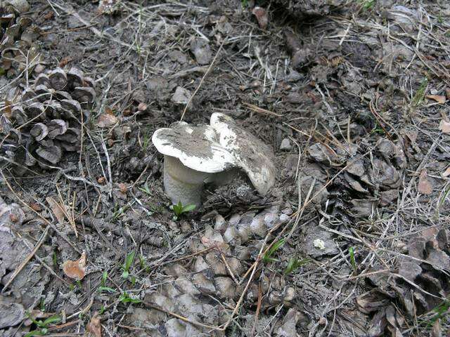 Слика од Hygrophorus subalpinus A. H. Sm. 1941