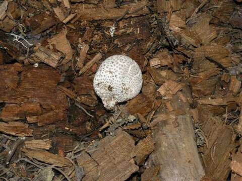 Image de Lycoperdon subcretaceum (Zeller) Jeppson & E. Larss. 2010