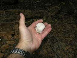 Imagem de Lycoperdon subcretaceum (Zeller) Jeppson & E. Larss. 2010