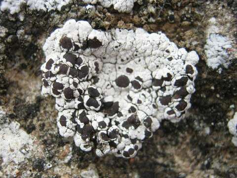 Image of nodule cracked lichen