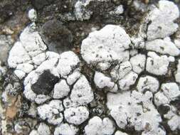 Image of nodule cracked lichen