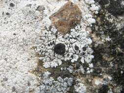 Image of nodule cracked lichen