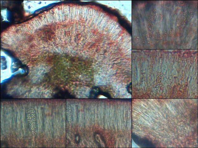 Image of nodule cracked lichen