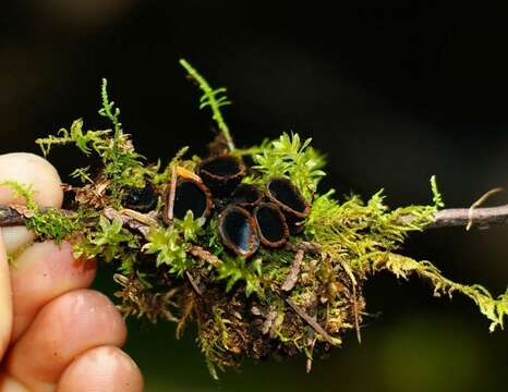 Image de Sarcosomataceae