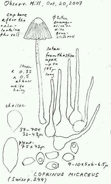 Image of Psathyrellaceae