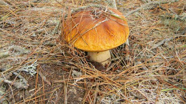 Image of Boletus