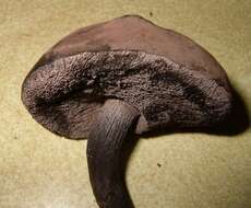 Image of Grayflesh Tylopilus