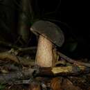 Image of Tylopilus variobrunneus Roody, A. R. Bessette & Bessette 1998