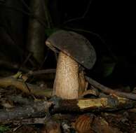 Image of Tylopilus