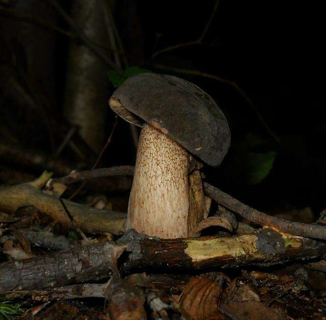 Image of Tylopilus