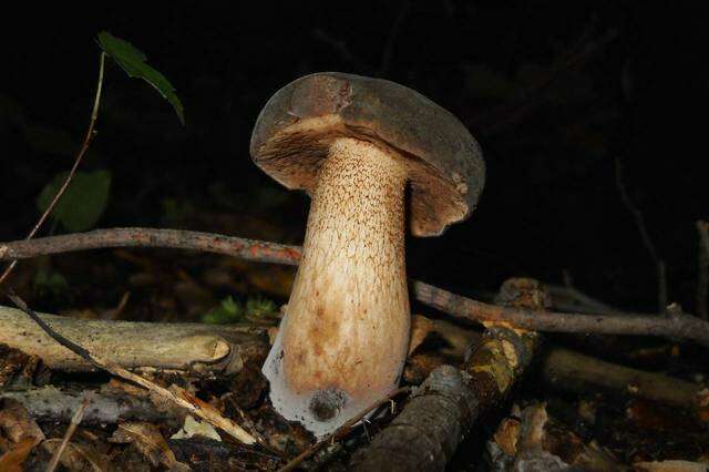 Image of Tylopilus