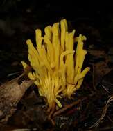 Clavulinopsis resmi