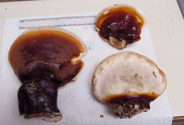 Ganoderma oregonense Murrill 1908的圖片