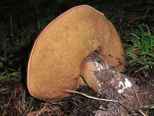 Image of Boletus