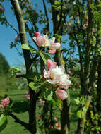 Image de Malus micromalus Makino