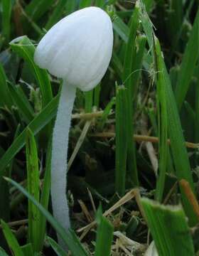 Image of Bolbitiaceae