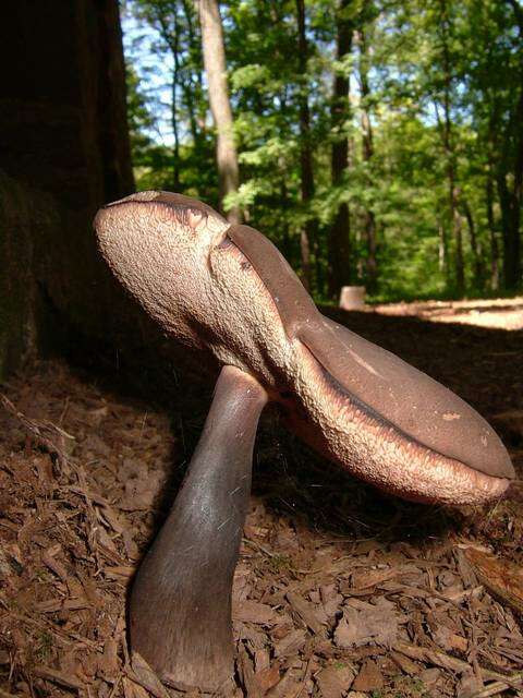 Image of Tylopilus