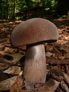 Image of Tylopilus